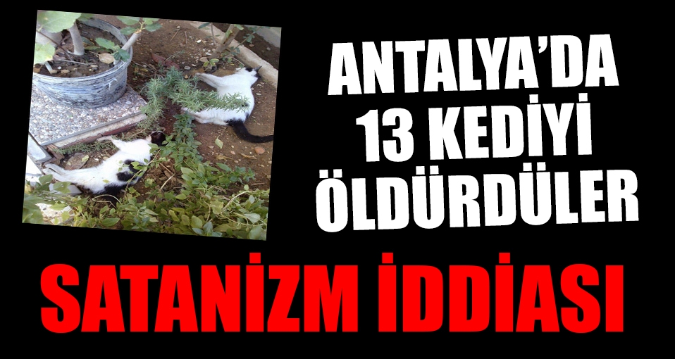 Antalya'da 13 kedinin ölümünde 'satanizm' iddiası
