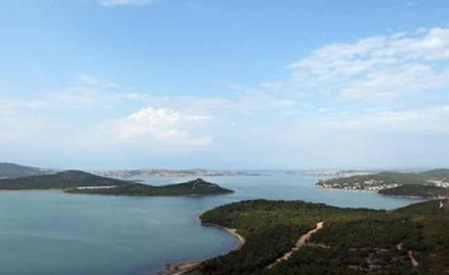 Ayvalık'ta yüzlerce ağaç tehdit altında