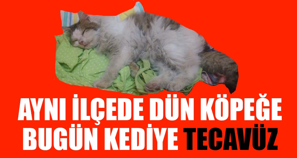 Manisa'da kediye tecavüz iddiası