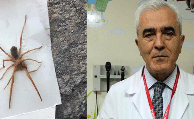 Türkiye'deki örümceklerle ilgili iç rahatlatan açıklama