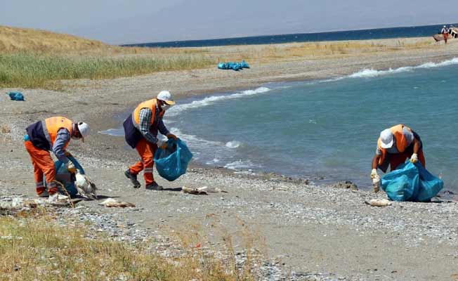 Binlerce martı ölüsü toplandı!