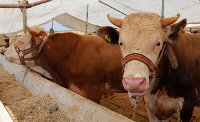 Bayram öncesi, kurban keseceklere kötü haber
