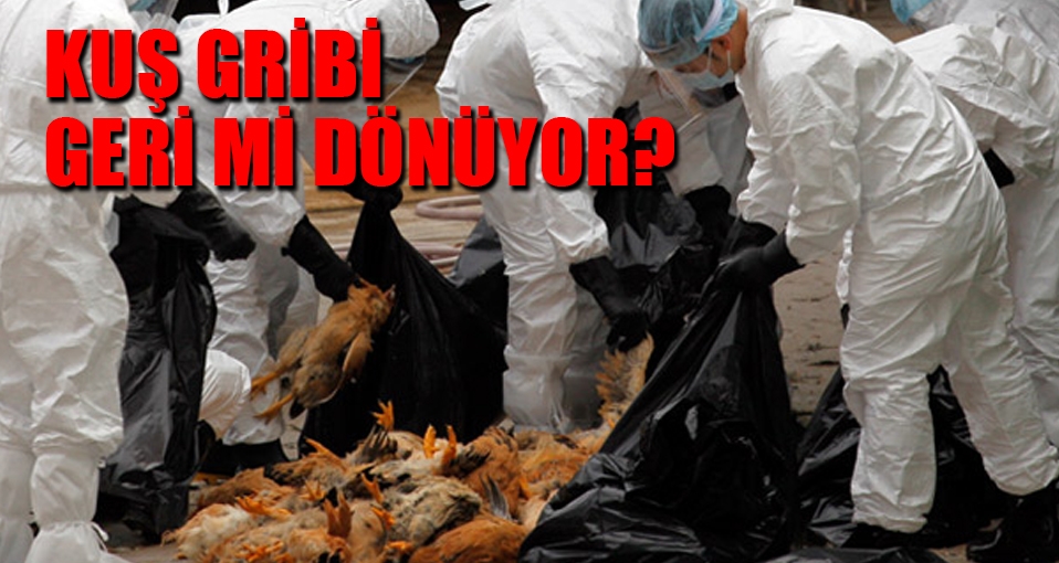 Kuş gribi geri mi dönüyor?