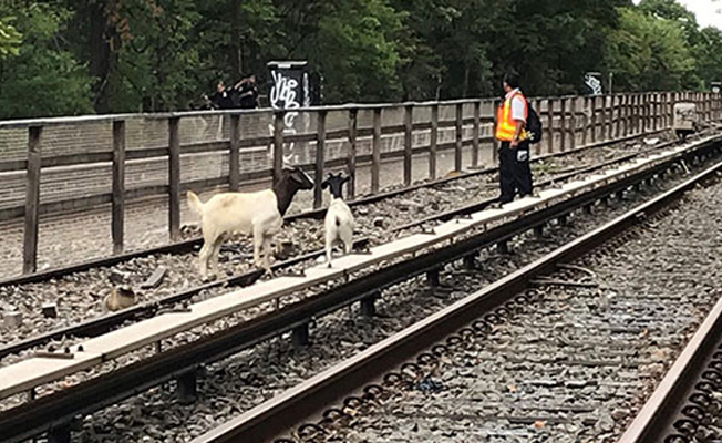 New York'ta metro seferlerine 'kaçak keçi' engeli