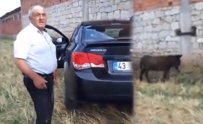 Eşeğe tecavüz ederken yakalandı! 'Karı yok, ...'
