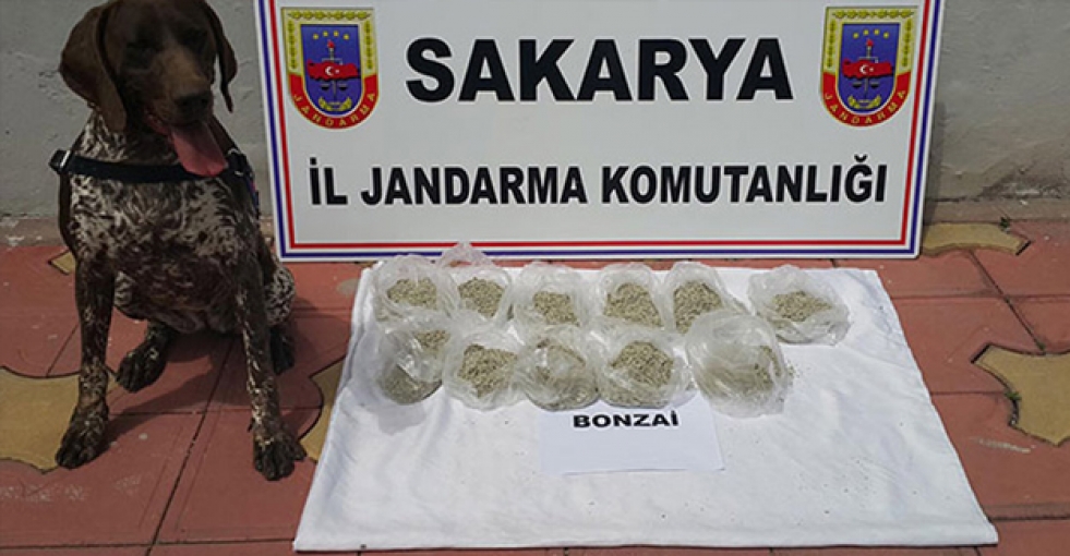 Bitki çaylarına böcek ilacı sıkıp 'Bonzai' diye satmışlar