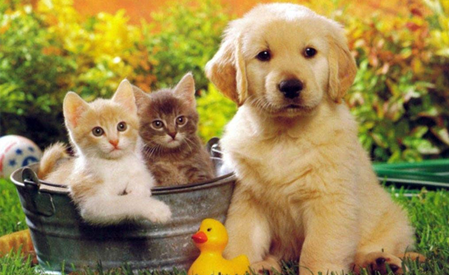 İngiltere kedi ve köpek satışını yasaklıyor!