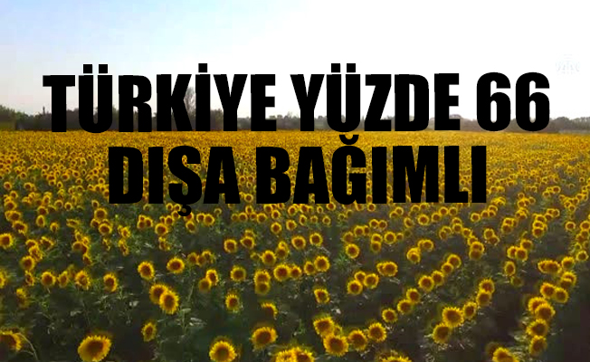 Ayçiçeği krizi kapıda
