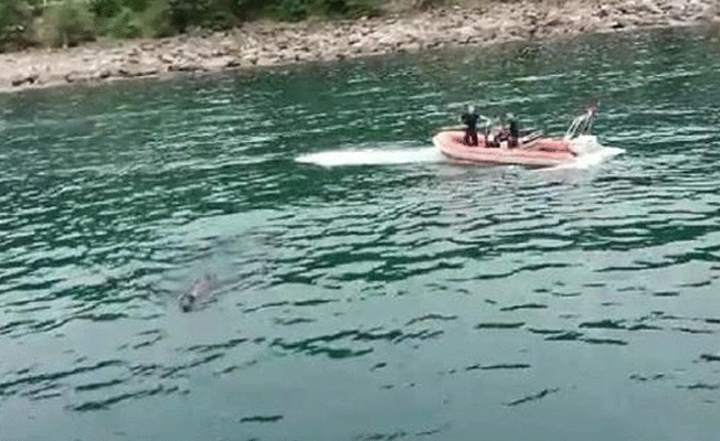Kurbanlık boğa Rize'den Trabzon'a yüzerek kaçtı!