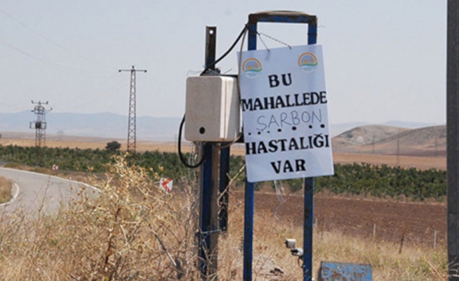 Ankara’da şarbon karantinası…Bakanlık devreye girdi