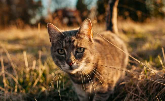 O köyde evde kedi beslemek yasaklandı! İşte sebebi..