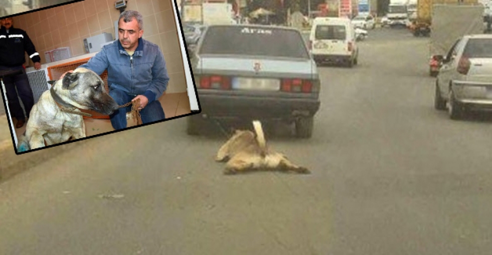 Otomobilin arkasında sürüklenen köpeğe yeni sahip