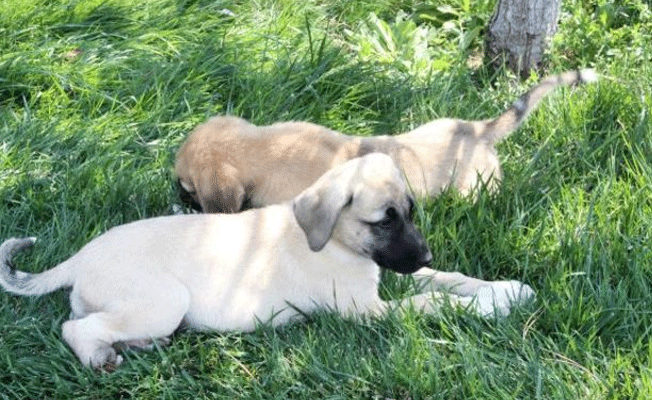 Vahşet: Konya'da 2 yavru köpeğin ayaklarını kestiler