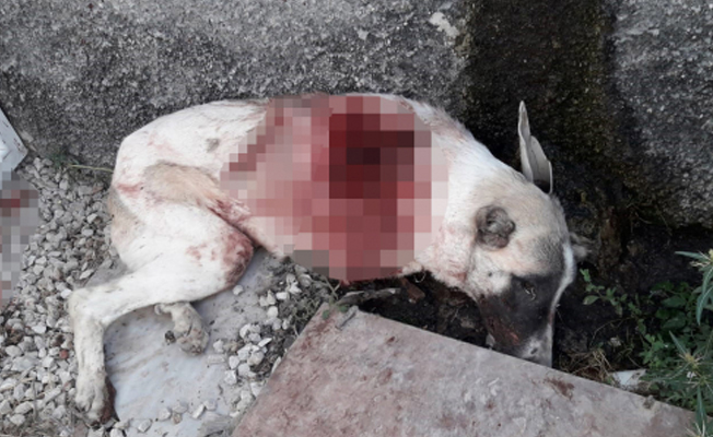 Bahçesine giren köpeği tüfekle vurup öldüren saldırgan, serbest bırakıldı