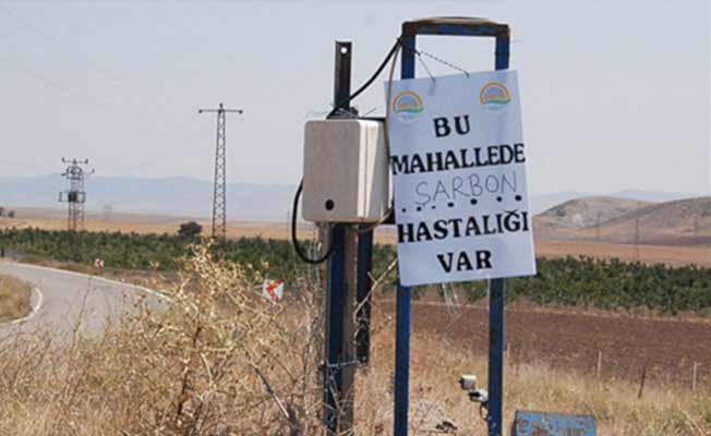 Şarbon vakası neden arttı?