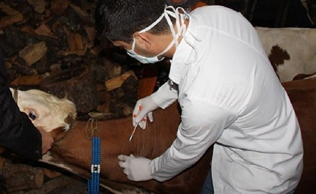 Veteriner şarbon şüphesiyle tedavi altına alındı