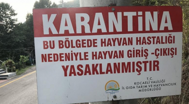 Gölcük’te şarbon şüphesine geçici karantina
