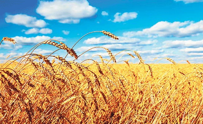 Türkiye 250 bin ton buğday ithal edecek