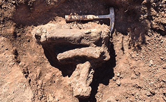 Yeni bir dinozor türü bulundu