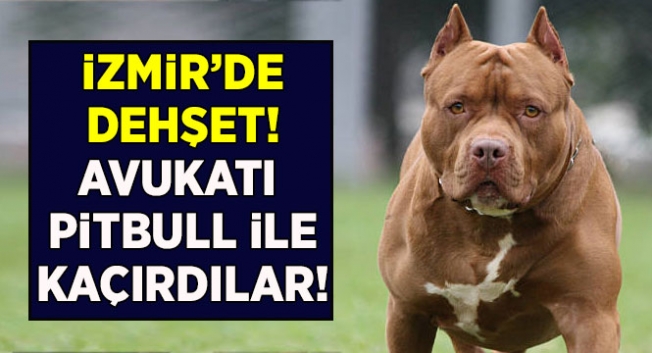 İzmir'de Avukatı pitpulla kaçırdılar