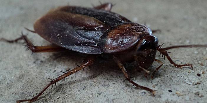 Hamamböceklerini ve karıncaları evden uzak tutmak için 3 etkili çözüm
