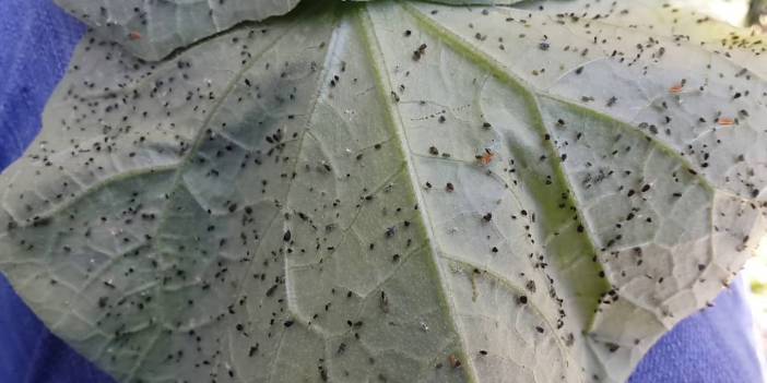 Saksıda bit oluşmasının nedenleri. Çiçeklerinizi bitlerden kurtaracak yöntem