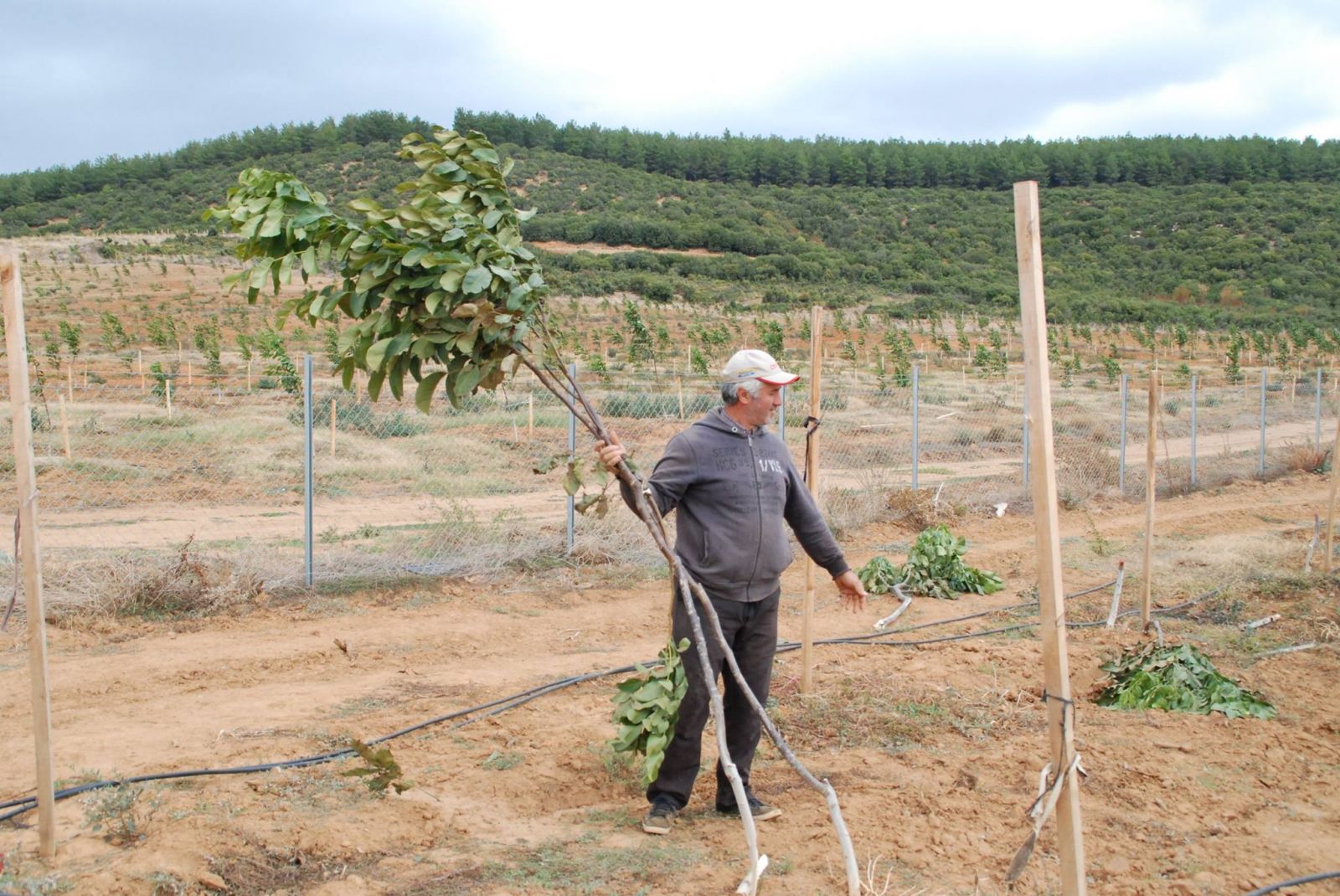 Keşan'da 1138 ceviz fidanını baltayla kestiler