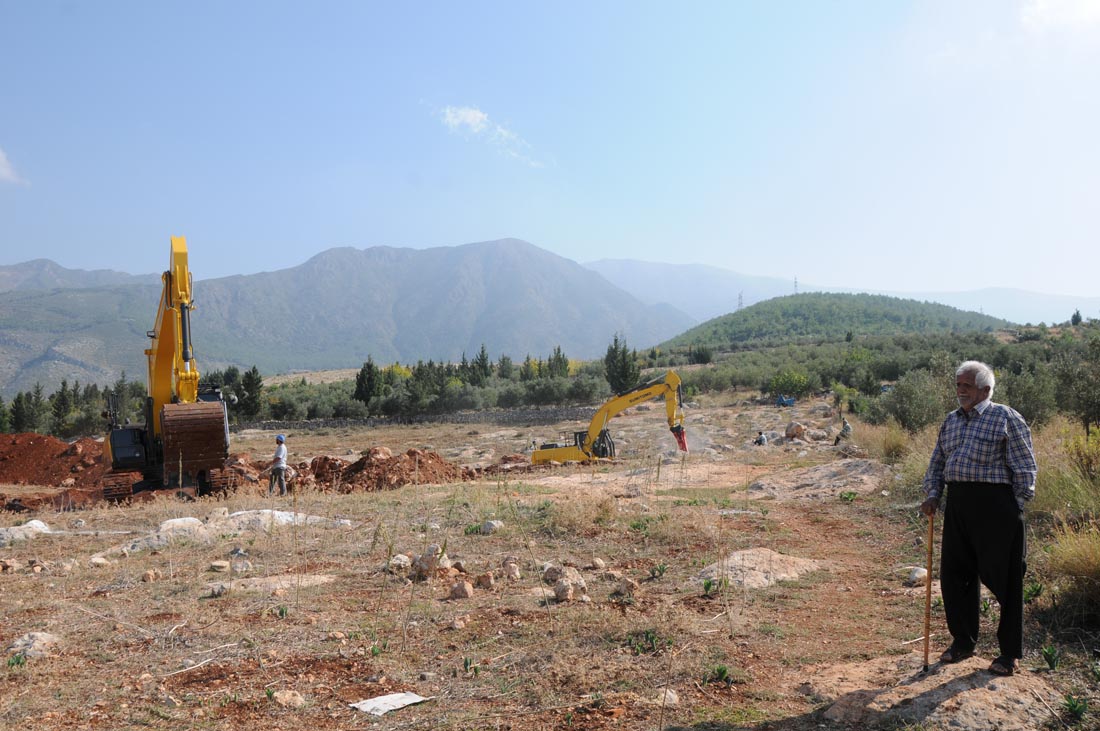 Hatay'da zeytin ağaçları söküldü, TOKİ girdi