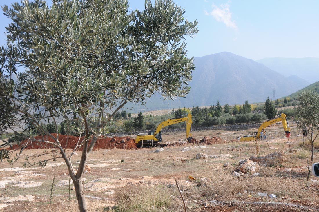 Hatay'da zeytin ağaçları söküldü, TOKİ girdi
