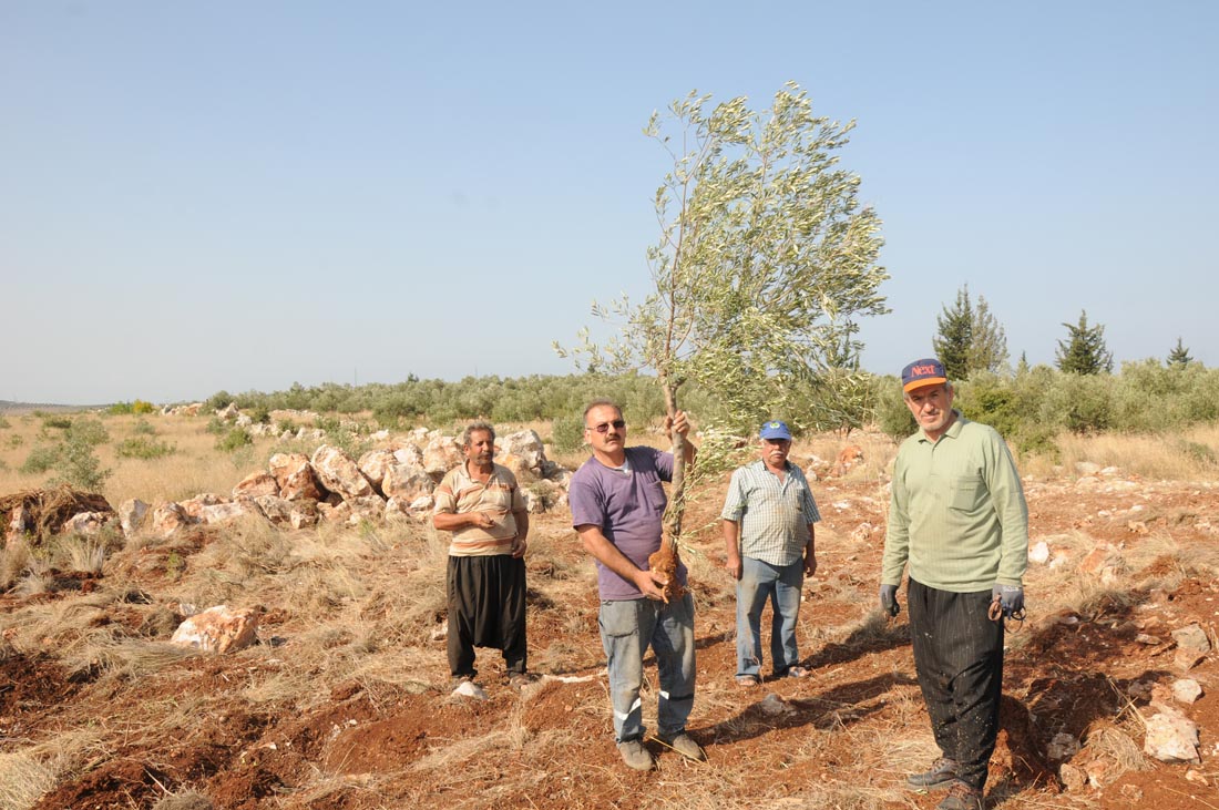 Hatay'da zeytin ağaçları söküldü, TOKİ girdi