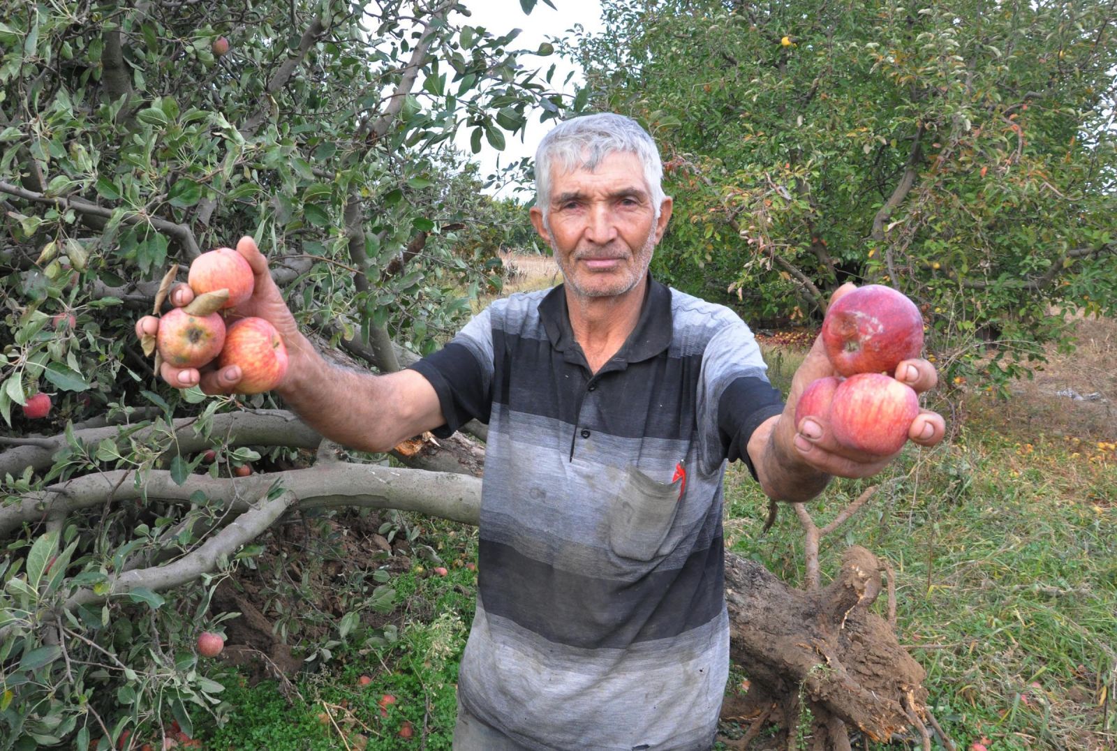 Denizli'de elma üreticileri ağaçlarını söktü
