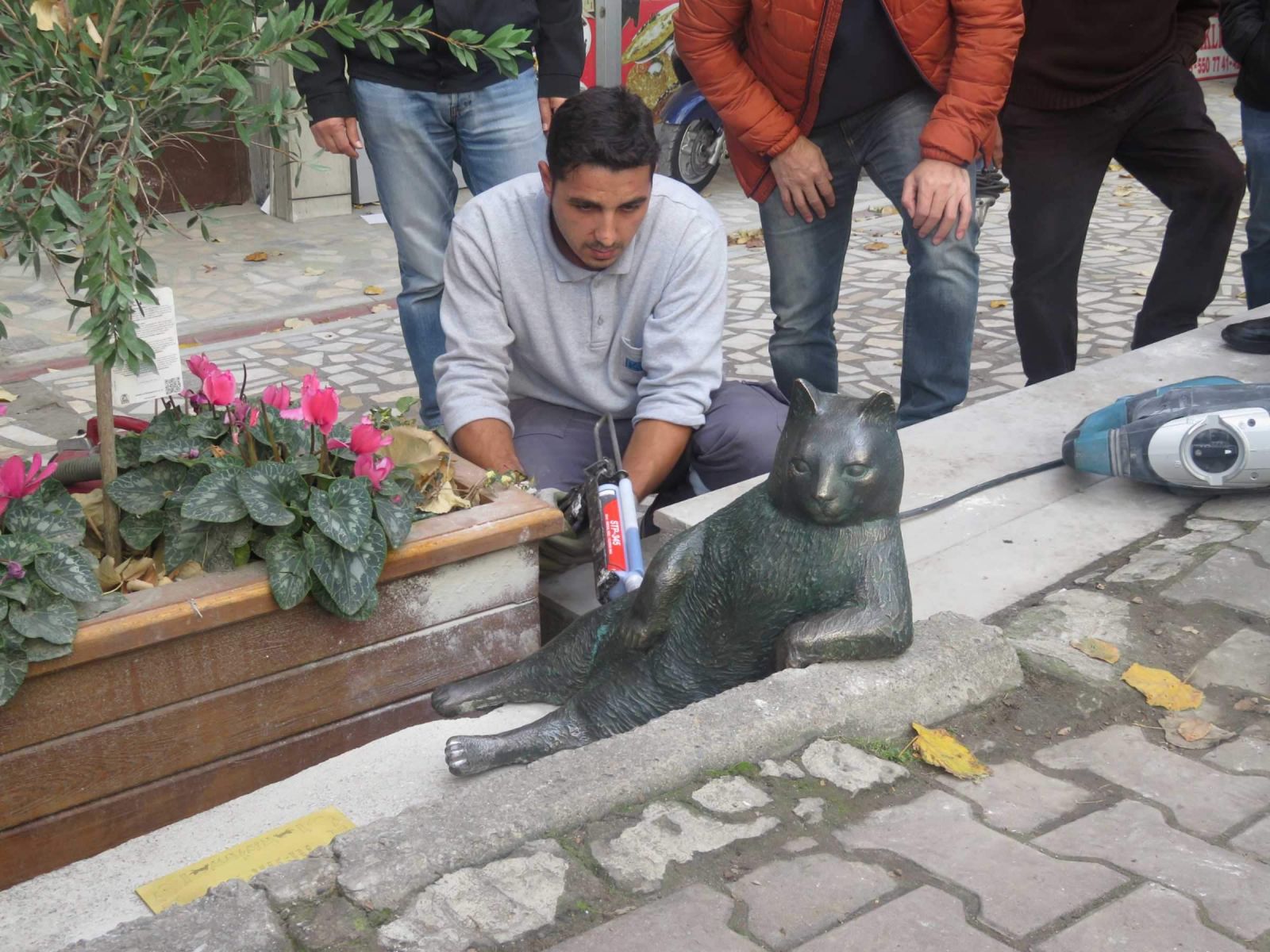 Tombili geri geldi