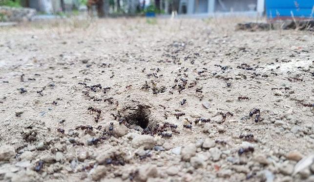 Tatilciler tedirgin... Deprem belirtisi mi?