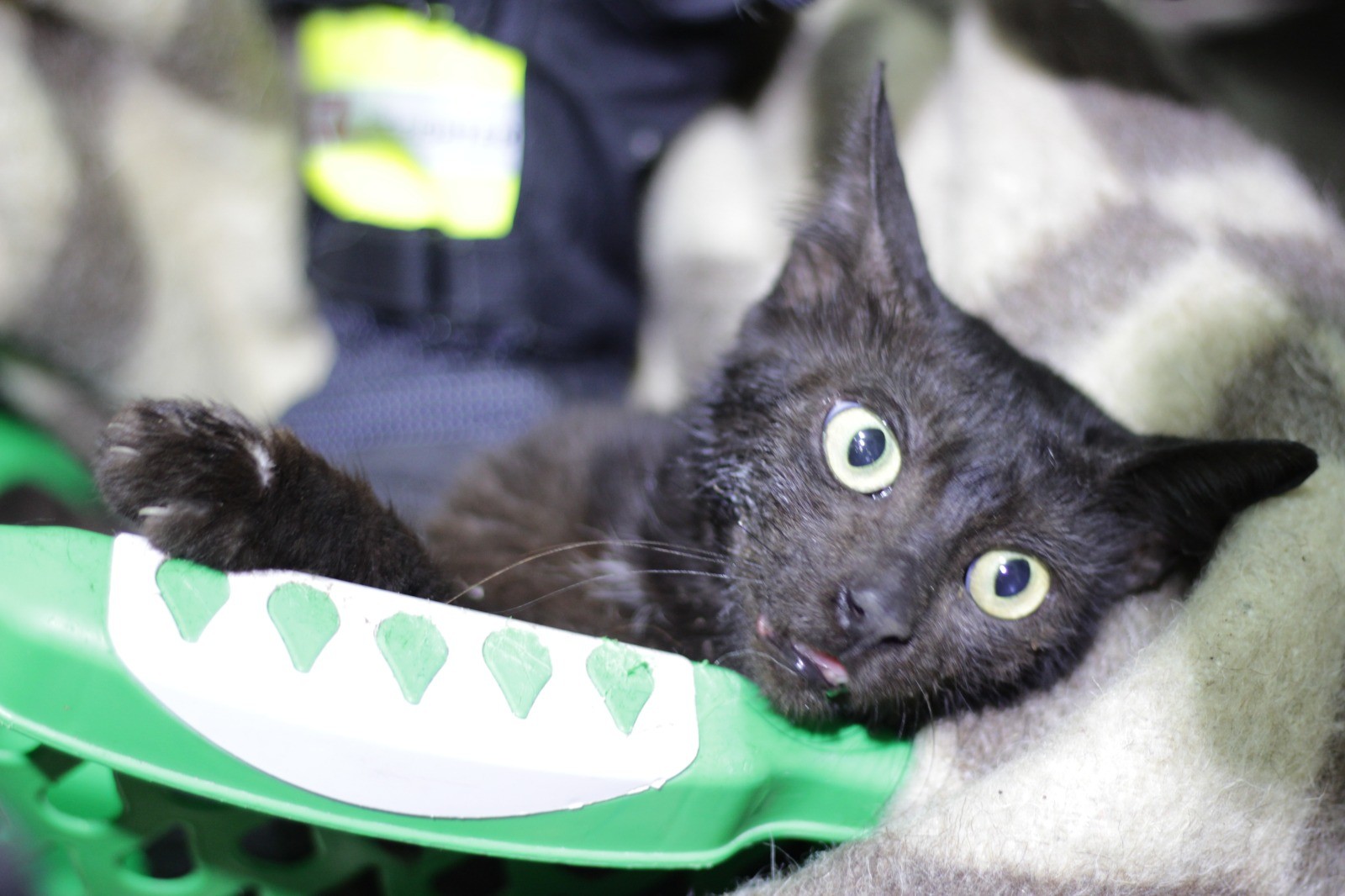 Kavanozlu kedi kurtarıldı