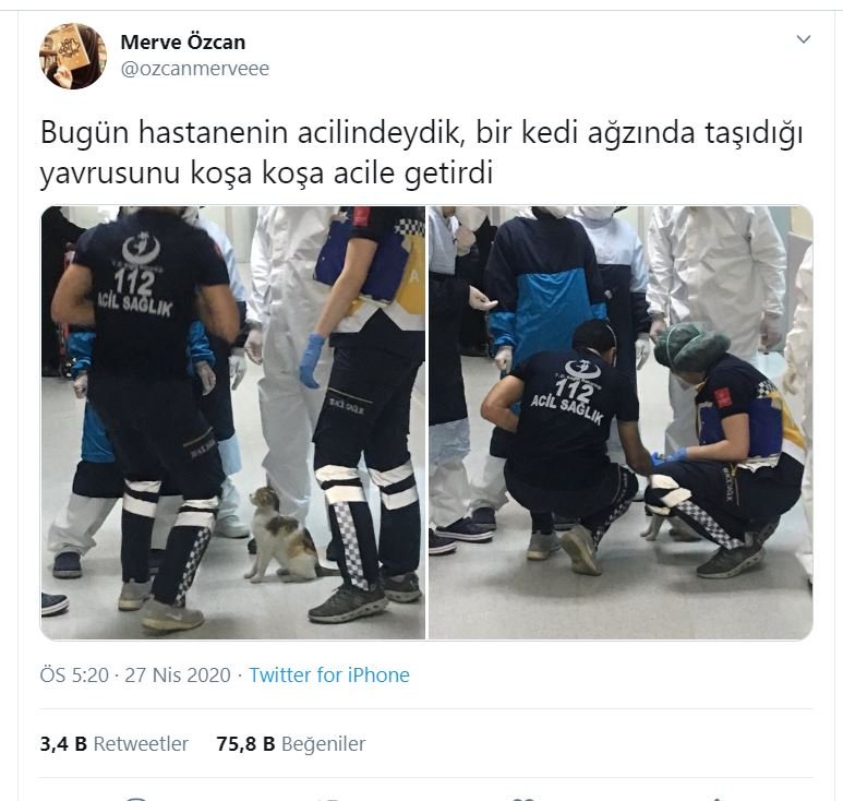 Anne kedi hasta yavrusunu acile böyle götürdü