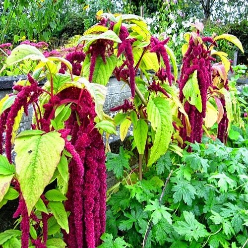 horoz-ibigi-cicegi.jpg