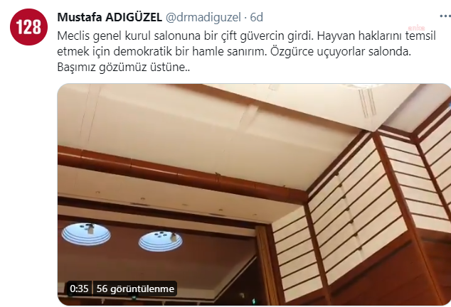guvercin3.png