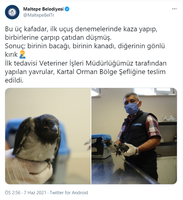 karga.png