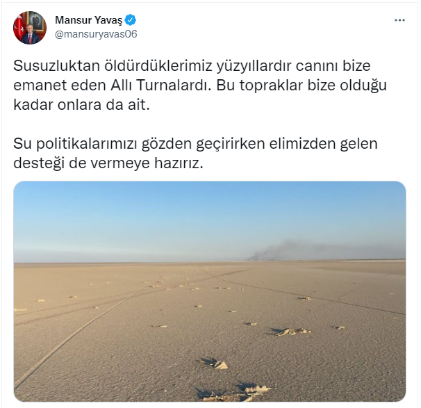 mansur-y.png