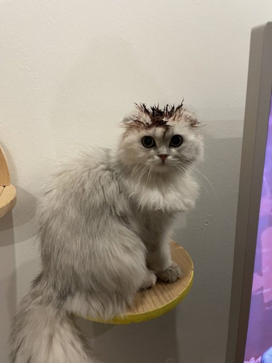 kedi.jpg