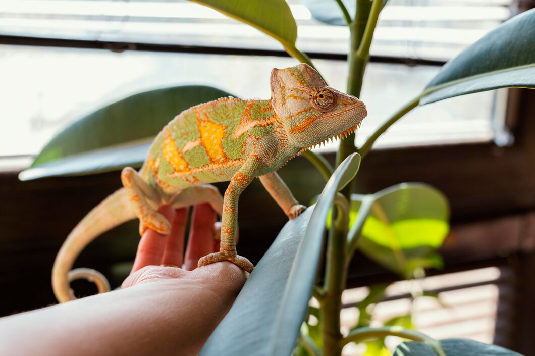 close-up-hand-with-chameleon-23-2148949378.jpg