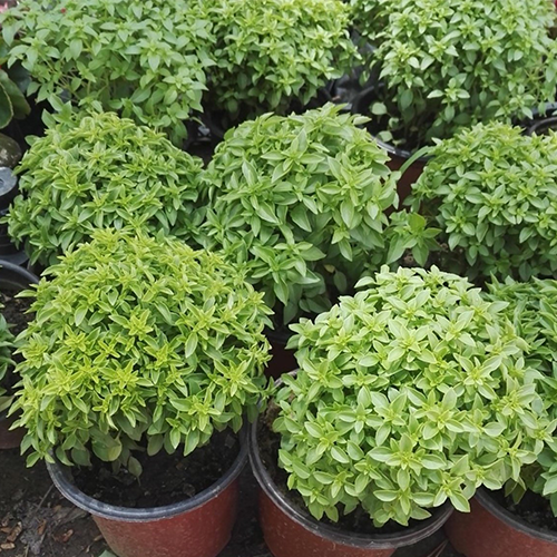 top-feslegen-tohumu-100lu.webp