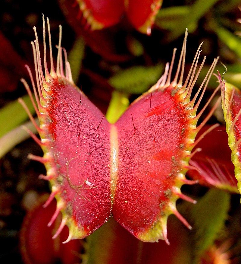 800px-venus-flytrap-showing-trigger-hairs.jpg