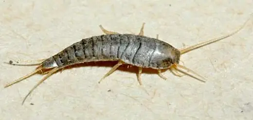 gumus-bocegi-ilaclama-jpg.webp