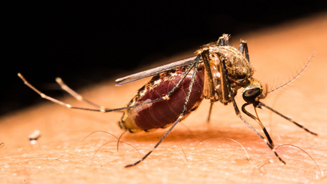 how-to-treat-mosquito-bites-featured-image-1280x720.jpg