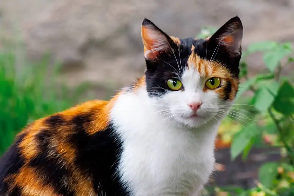 calico.webp