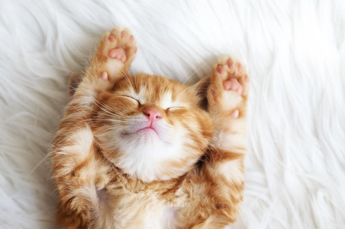 cute-cats-sleeping-position-stock-photo.webp