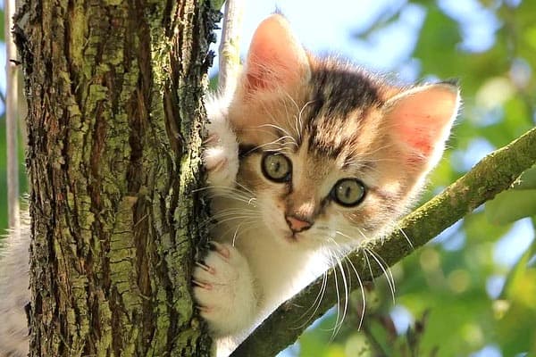 why-are-cats-so-cute-1.jpg
