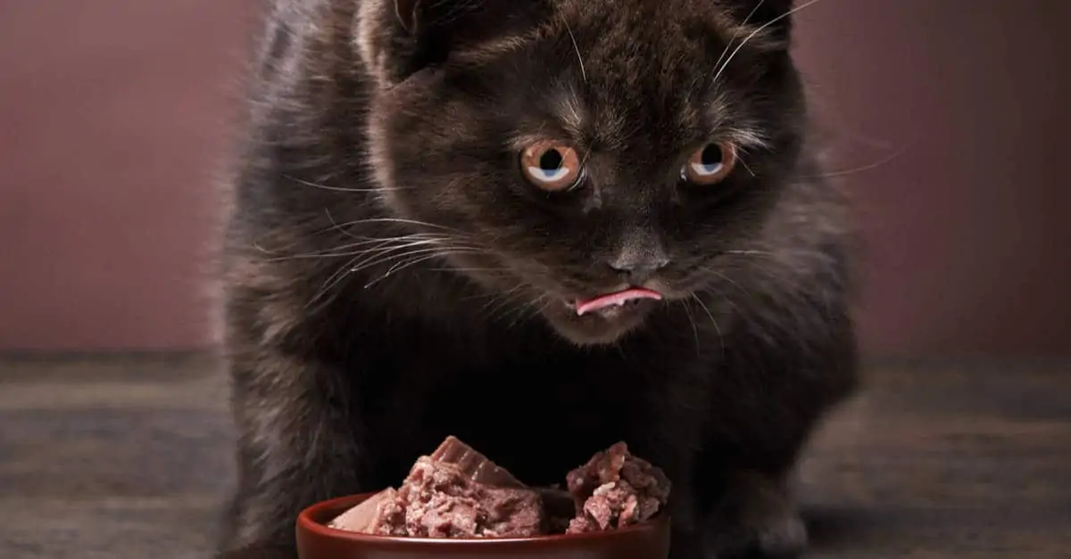 cikolata-kasesi-ve-kahverengi-kedi.webp
