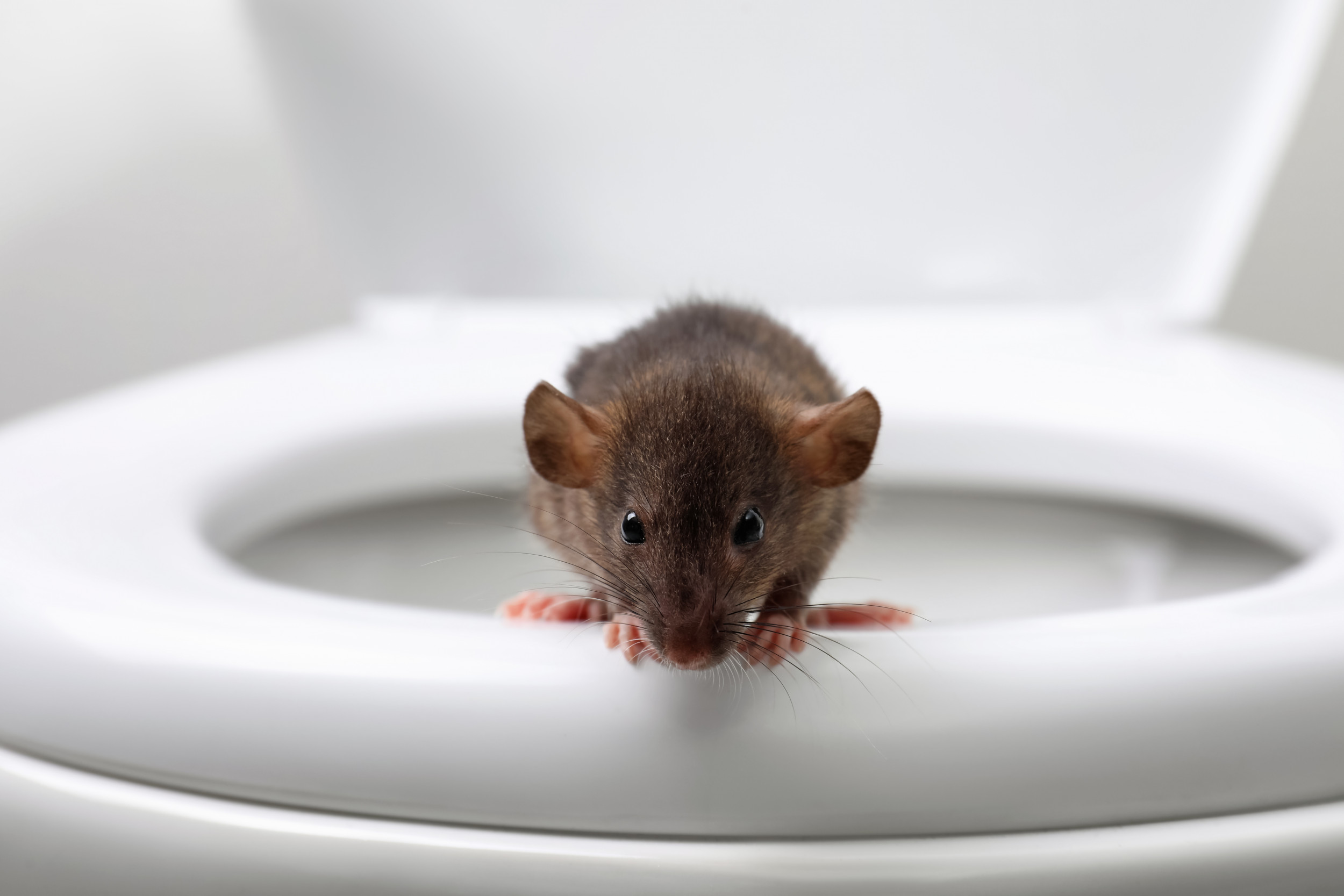 rat-toilet-video-tiktok-new-york.jpg